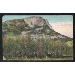 Colour PC  Moose at Banff, on Line of C.P.R.  1908  unused